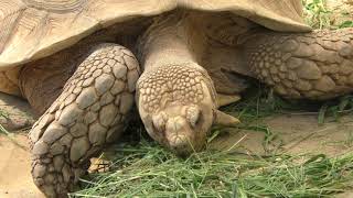 Aldabra giant tortoise & African spurred tortoise (Chiba Zoo, Chiba, Japan) Sep. 24, 2017