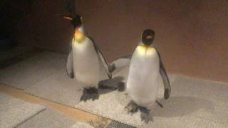 夜のキングペンギン (東武動物公園) 2017年7月15日