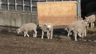 Sheep (Koiwai Farm, Iwate, Japan) April 12, 2019