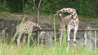 アミメキリン (東山動植物園) 2023年6月25日