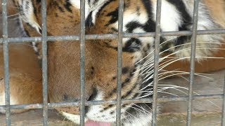 Bengal tiger (Ouchiyama Zoo, Mie, Japan) January 3, 2018