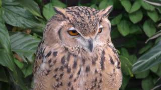 ファラオワシミミズク　Pharaoh eagle-owl