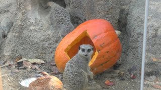 ハロウィーンかぼちゃで餌を食べるミーアキャット (みさき公園) 2017年11月4日