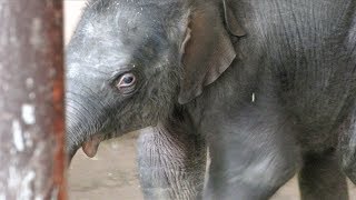 Baby Asian elephant (Ichihara Elephant Kingdom, Chiba, Japan) August 4, 2018