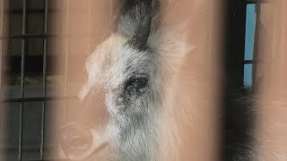 Japanese serow (Higashiyama Zoo and Botanical Gardens, Aichi, Japan) July 22, 2021