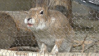 エゾリス と エゾユキウサギ (旭山動物園) 2019年6月20日