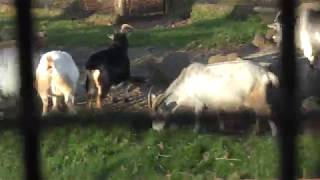 Goat & Llama (Fuji Safari Park, Shizuoka, Japan) November 24, 2018
