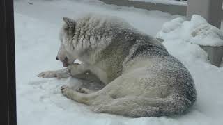 Eastern wolf (Sapporo Maruyama Zoo, Hokkaido, Japan) February 12, 2018