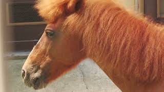 Pony (Urayasu Traffic Park, Chiba, Japan) August 4, 2023