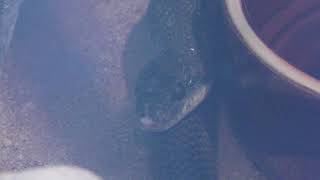 Japanese Rat Snake (Kyoto City Zoo, Kyoto, Japan) November 5, 2017