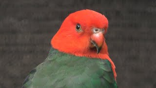 Australian king parrot (Saitama Children's Zoo, Saitama, Japan) September 15, 2020