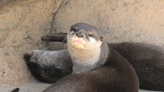 Asian short-clawed otter (Oji Zoo, Hyogo, Japan) August 4, 2020
