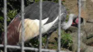 Grey crowned crane (Kumamoto City Zoological and Botanical Gardens, Kumamoto, Japan) April 18, 2019