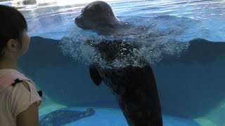 Harbor Seal (Asamushi Aquarium, Aomori, Japan) August 8, 2019