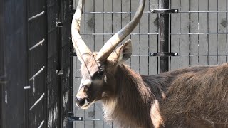 シタツンガ (神戸市立 王子動物園) 2020年8月4日