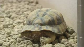 エジプトリクガメ　Egyptian tortoise