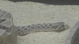 セイブシシバナヘビ (上野動物園) 2017年10月29日