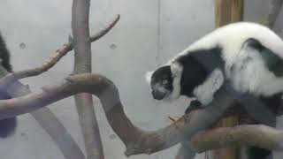 Black-and-white ruffed lemur (Ueno Zoological Gardens, Tokyo, Japan) October 29, 2017
