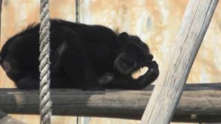 チンパンジー (王子動物園) 2018年9月16日