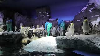 Penguin Feeding time (Osaka Aquarium KAIYUKAN, Osaka, Japan) October 1, 2021