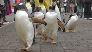 Penguin parade (Noboribetsu Marine Park Nixe, Hokkaido, Japan) June 16, 2019