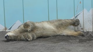 Polar bear (Kushiro City Zoo, Hokkaido, Japan) July 4, 2019