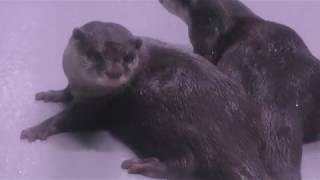 Asian short-clawed otter (Hakone-en Aquarium, Kanagawa, Japan) October 28, 2018