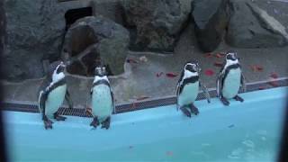 フンボルトペンギン (城山動物園) 2018年11月3日