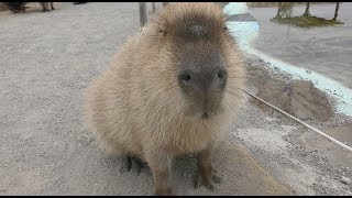 Capybara Feeding Experience (“Soreiyu-no-Oka” (Le Soleil), Kanagawa, Japan) February 25, 2018