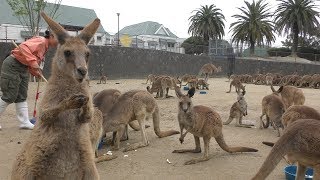 Kangaroo (Hibiki Nada Green Park. HIBIKI ANIMAL WORLD, Fukuoka, Japan) April 25, 2019