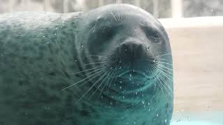 Spotted Seal (Toyohashi Zoo and Botanical Park, Aichi, Japan) January 1, 1970