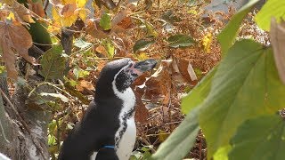 フンボルトペンギン (日立市かみね動物園) 2018年12月4日