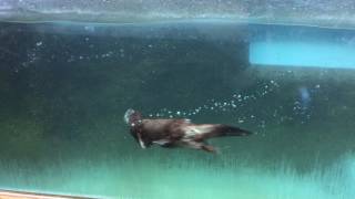 Asian short-clawed otter (Toyohashi Zoo and Botanical Park, Aichi, Japan) August 5, 2017
