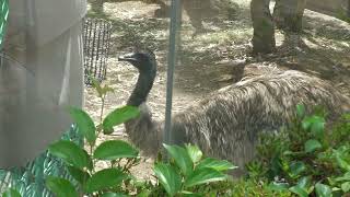 エミュー (天王寺動物園) 2023年6月3日
