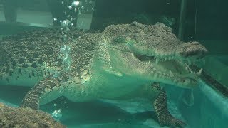 Salt-water crocodile Feeding time (NIFREL, Osaka, Japan) December 18, 2018