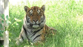 Siberian tiger (TENNOJI ZOO, Osaka, Japan) June 25, 2021
