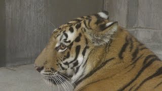 Siberian tiger (Ishikawa Zoo, Ishikawa, Japan) August 18, 2019