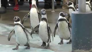 ペンギン散歩 (鳥羽水族館) 2018年1月1日