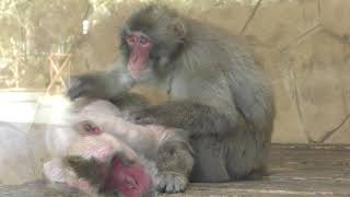 Japanese macaque (Toyohashi Zoo and Botanical Park, Aichi, Japan) January 4, 2018