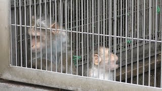 Bonnet macaque (Japan Monkey Centre, Aichi, Japan) January 20, 2019
