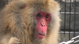 Japanese macaque (Shinkyouji Park, Tottori, Japan) October 11, 2020