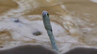 spotted garden eel | The Fluctuation of Life (átoa, Hyogo, Japan) October 30, 2021