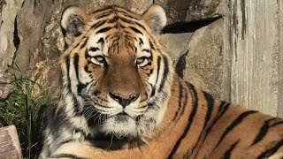 Siberian tiger (TENNOJI ZOO, Osaka, Japan) November 20, 2019