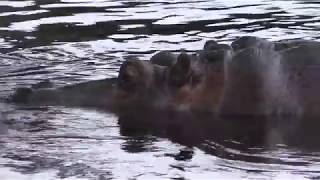 Hippopotamus (KAMINE ZOO, Ibaraki, Japan) October 21, 2017