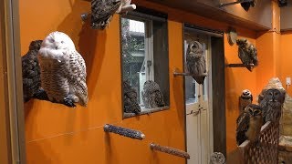 大型フクロウの部屋 (鳥のいるカフェ 谷中本店) 2018年12月11日