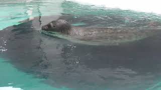 Ringed Seal (Osaka Aquarium KAIYUKAN, Osaka, Japan) October 1, 2021