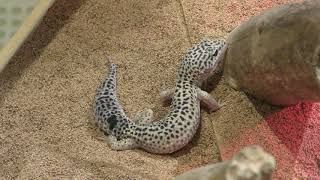Common leopard gecko (MARUMIE PLAZA Animal world, Osaka, Japan) December 18, 2018