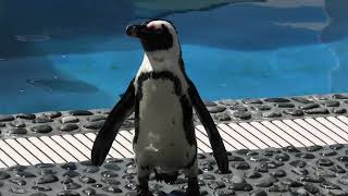 African penguin Feeding time (Shikoku Aquarium, Kagawa, Japan) August 4, 2021