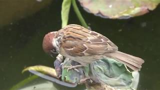 Tree Sparrow (Ueno Park, Tokyo, Japan) May 26, 2018