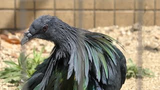 Nicobar Pigeon (Kumamoto City Zoological and Botanical Gardens, Kumamoto, Japan) April 18, 2019